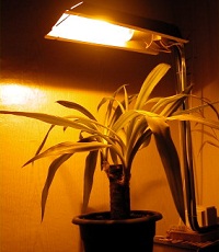 Важность освещения для растений.