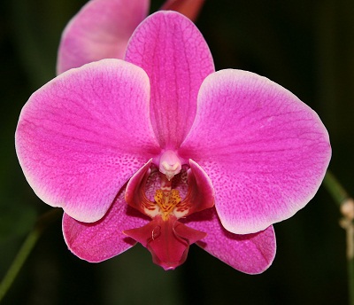   Phalaenopsis.