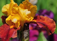 Ирисы – очень красивые и прекрасно пахнущие цветы